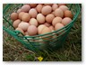 About 10 dozen eggs a day