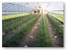 Hoophouse of tomatoes