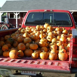 2010-pumpkins