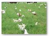 Chickens out on pasture at Lawrence St