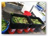 Lettuce Mix washing station\