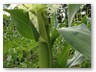 Ear of organically grown corn