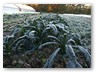 toscano kale frosted