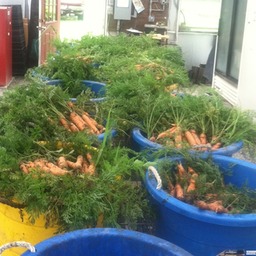 2012-carrot-harvest