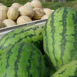 melons_0