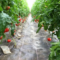 tomatoes_week9